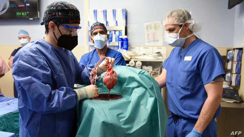 This handout photo released by the University of Maryland School of Medicine on January 10, 2022 shows surgeons performing a transplant of a heart from a genetically modified pig to patient David Bennett, Sr., in Baltimore, Maryland, on January 7, 2022. - US surgeons have successfully implanted a heart from a genetically modified pig in a human patient, a first of its kind procedure, the University of Maryland Medical School said on January 10, 2022. The surgery took place on January 7, and demonstrates for the first time that an animal heart can survive in a human without immediate rejection, the medical school said in a statement. (Photo by UNIVERSITY OF MARYLAND SCHOOL OF MEDICINE / AFP) / RESTRICTED TO EDITORIAL USE - MANDATORY CREDIT "AFP PHOTO / UNIVERSITY OF MARYLAND SCHOOL OF MEDICINE " - NO MARKETING - NO ADVERTISING CAMPAIGNS - DISTRIBUTED AS A SERVICE TO CLIENTS