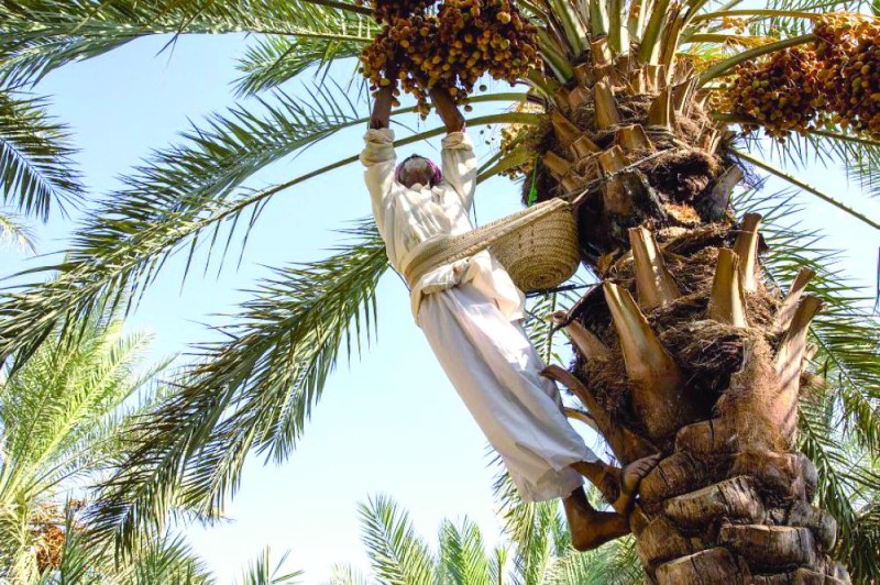 كل جمعة قصة: نخلة فرعها في دار فقير