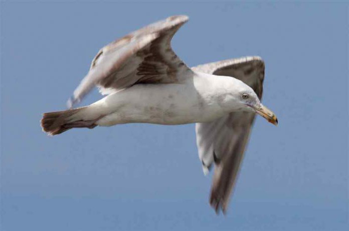 رحلة النوارس