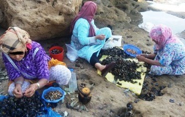منع جمع وتسويق الصدفيات على مستوى منطقة بحرية بأكادير