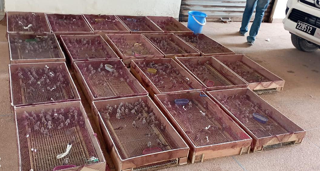إحباط عملية تهريب أسراب من الطيور نحو الجزائر