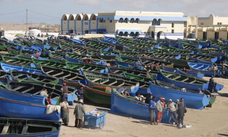 منع صيد الإخطبوط في أربع مناطق بالداخلة