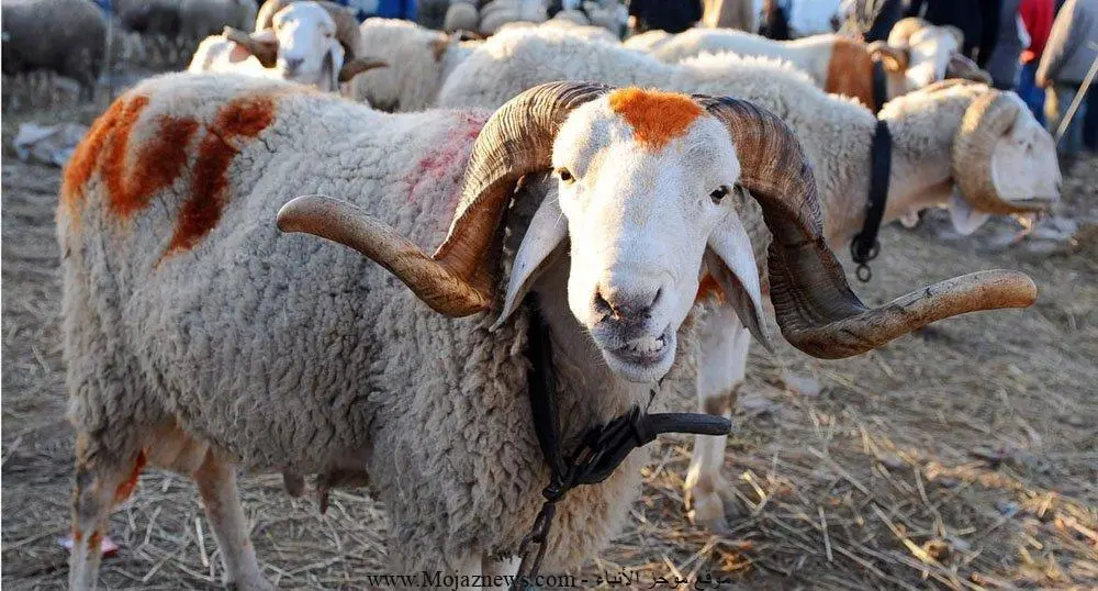 وزارة الأوقاف تعلن عن موعد عيد الأضحى المبارك