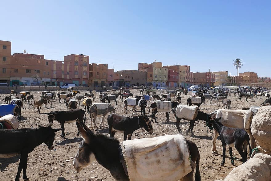 الإقبال على عقار مصنوع من جلد الحمير في تزايد مستمر