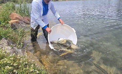 استزراع 80 ألف “تراوت قوس قزح” بمياه نهر أم الربيع