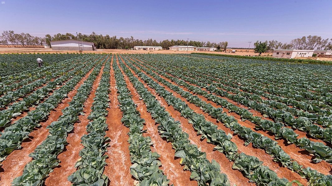 ناتج القطاع الزراعي في السعودية ارتفع الى 19.2 مليار دولار