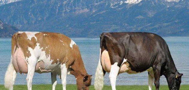 الحكومة المغربية تخصص دعما ماليا لمستوردي البقر الحلوب