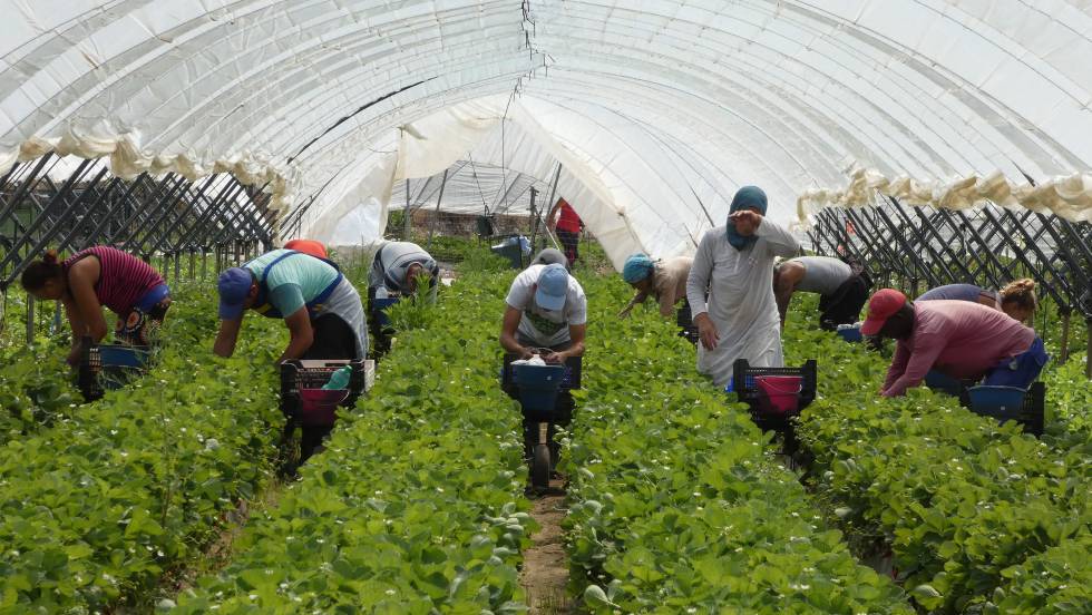 السلطات الإسبانية تستعد لاستقدام 14 ألف مغربية للعمل في حقول توت الأرض