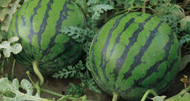 عامل زاكورة يصدر قرارا بمنع زراعة البطيخ بنوعيه
