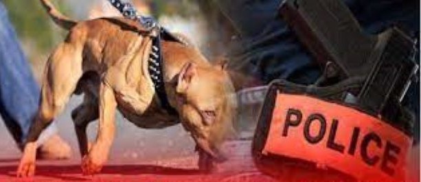 احترازيا مفتش شرطة يستعمل سلاحه لتحييد خطر