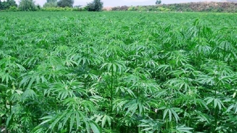 القنب الهندي .. قبل الشروع في الإنتاج لقاءات تحسيسية