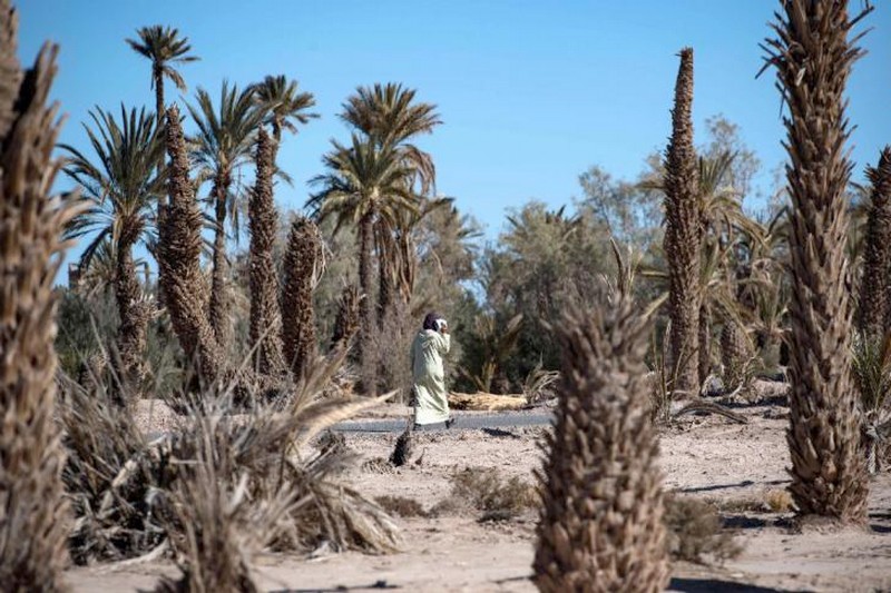  مقترح قانون لرد الاعتبار للواحات لانتشالها من دائرة التهميش