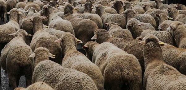SPAIN-ANIMALS/