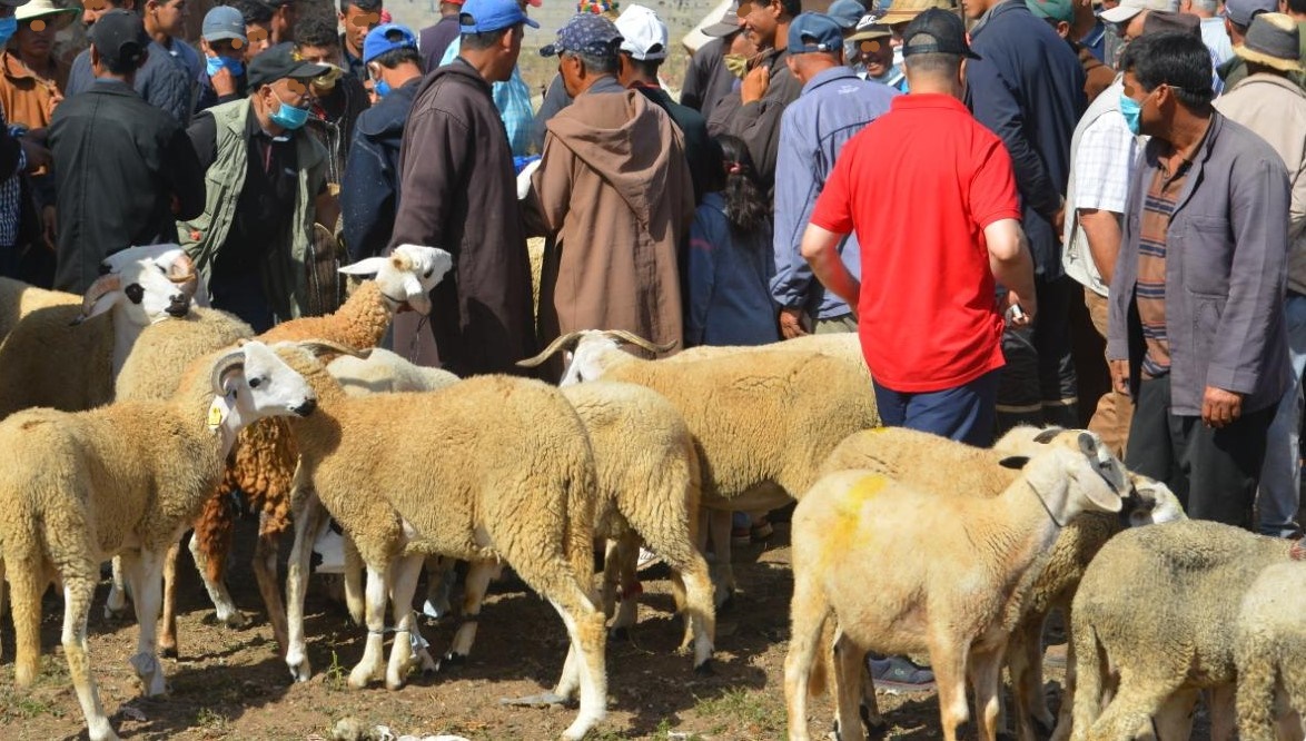ترقيم 5.8 مليون رأس من الأغنام والماعز في المغرب استعدادًا لعيد الأضحى (وزير الفلاحة)”