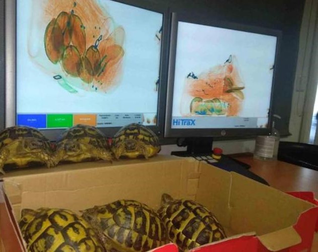جهود عالمية لمكافحة جرائم تهريب الأنواع المحمية