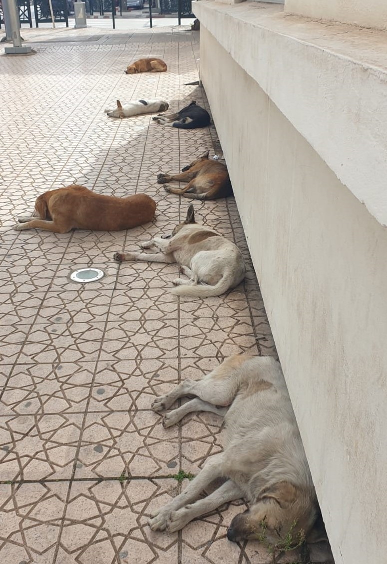 مشكل القطط والكلاب الضالة ينتظر الحل 