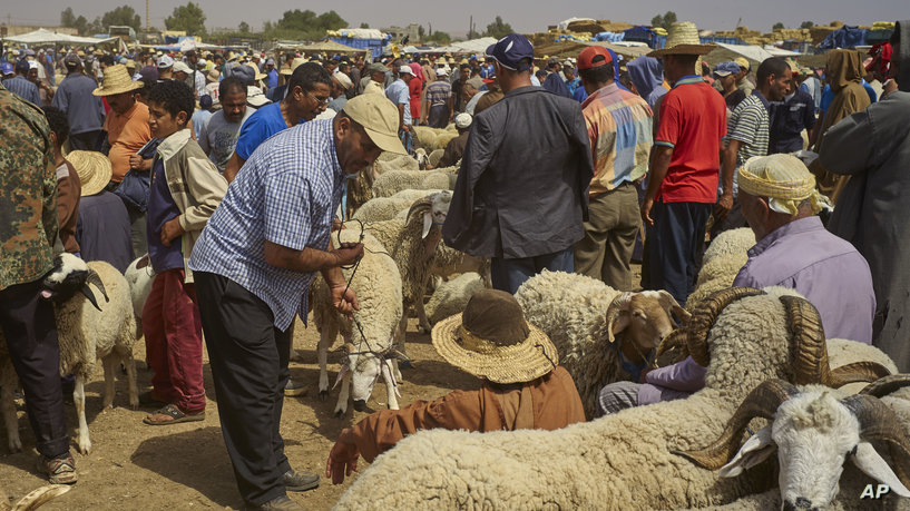 A merchant waits for buyers in Lagfaf market before celebrating the Muslim feast of Eid al-Adha at Lagfaf market near Khouribga central Morocco, Tuesday, Sept. 7, 2016. Eid al-Adha, or the Feast of the Sacrifice, marks the willingness of the Prophet Ibrahim (Abraham to Christians and Jews) to sacrifice his son. During the holiday, which in most places lasts four days, Muslims slaughter sheep and cattle, distribute part of the meat to the poor and eat the rest. (AP Photo/Abdeljalil Bounhar)