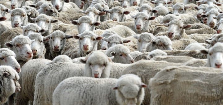 دعم استيراد أضاحي العيد يطرح عدة تساؤلات لدى مربي الماشية المحليين