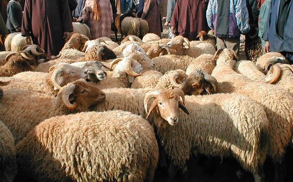 توقع موعد عيد الأضحى بالمغرب لسنة 2024