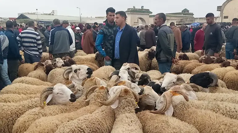 مطالب بتسقيف أسعارأضاحي العيد بلا ضرر ولا ضرار