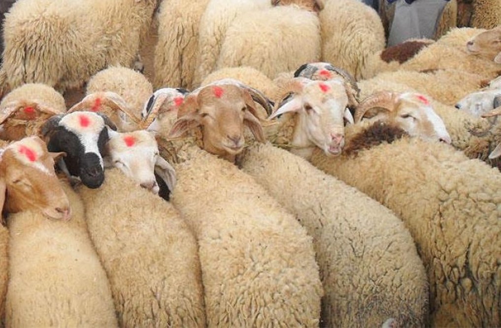كيف التعرف على أجود أضحية العيد