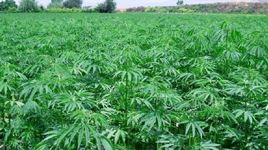 المغرب يصدر أول دفعة من الحشيش  المقنن “الراتينج”