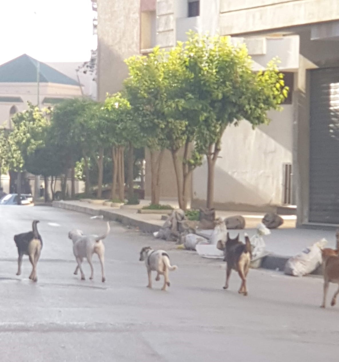 جهود متواصلة لتقليص ظاهرة الكلاب الضالة بالمغرب