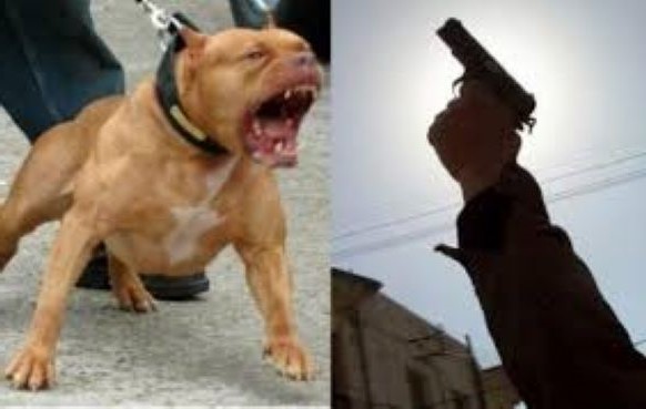 استعمال سلاح وظيفي لإيقاف جانح يهدد الشرطة بكلب شرس