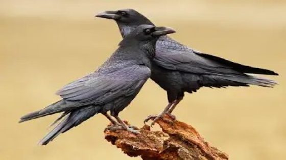 الغربان.. هذه الطيور الحاقدة المولعة بالانتقام