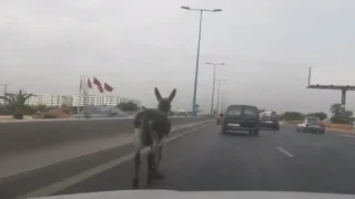 تعويض أصحاب السيارات بسبب حادث عبور حيوانات للطريق السيار