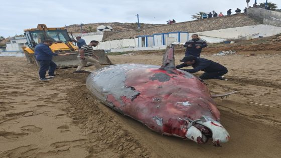 الحسيمة: ظاهرة جنوح حوت كوفيه ذو المنقار ونفوقه تسائل الخبراء