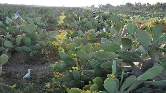 فاكهة الفقراء… لمن؟ “الهندية” تشتعل سعراً وتخرج من متناول البسطاء