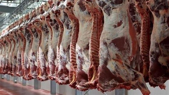 أسعار اللحوم الحمراء بالمغرب تواصل الضغط على جيوب المواطنين رغم تراجع طفيف في الجملة