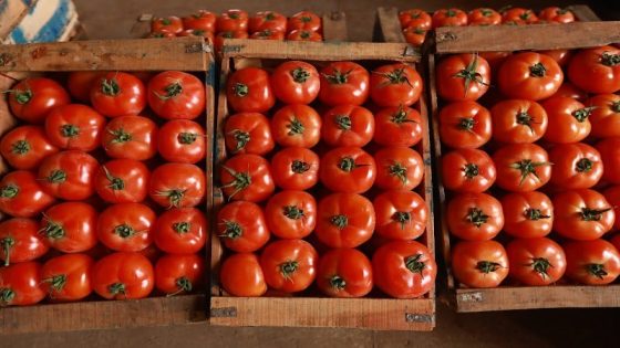 الطماطم تعزز مكانتها في السوق الأوروبية: البرتغال ثالث أكبر منتج بعد إيطاليا وإسبانيا