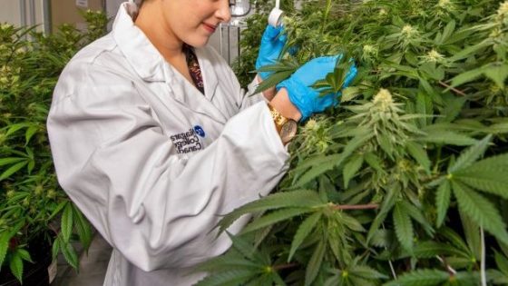 المغرب يحقق اختراقاً دوائياً بتسويق أول علاج طبي معتمد على القنب الهندي