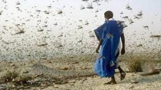 اجتياح جديد للجراد يثير القلق بمدينة العيون والمناطق المجاورة