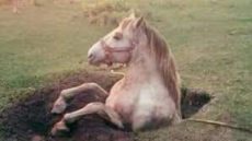 من الزمن الماضي …..من قعر البئر إلى قمة النجاة… حكاية حصان يعلّم معنى الصمود