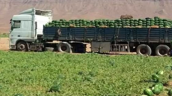 انطلاق موسم جني “الدلاح” بتافراوت في زاكورة وسط رهانات على الجودة وتنظيم الإنتاج