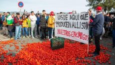 Les syndicats espagnols font de la tomate marocaine un bouc émissaire : protection déguisée ou jalousie concurrentielle