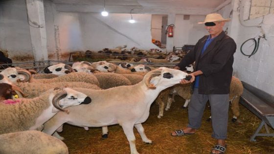 تشديد الرقابة على بيع الأضاحي… “الكراجات” خارج الخدمة والأسواق المنظمة في الواجهة