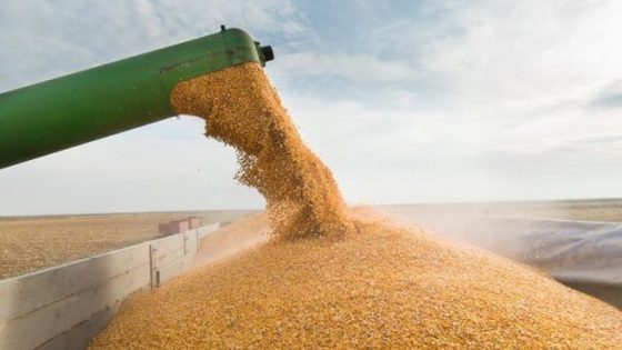 المغرب يعلّق استيراد القمح اللين بعد انتعاش الموسم الفلاحي