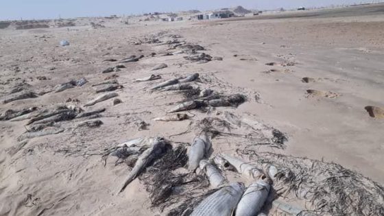 نفوق أسماك «البوري» بشاطئ أكادير يثير الجدل بين فرضية التلوث وتفسير الحادث العرضي