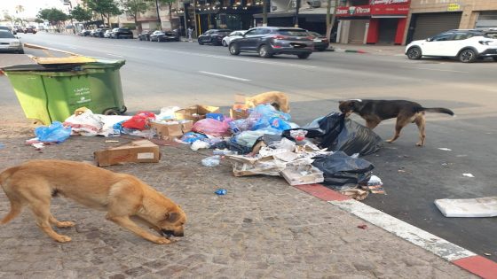 قانون جديد بالمغرب يشدد الخناق على الحيوانات الضالة ويقر غرامات تصل إلى 300 ألف درهم