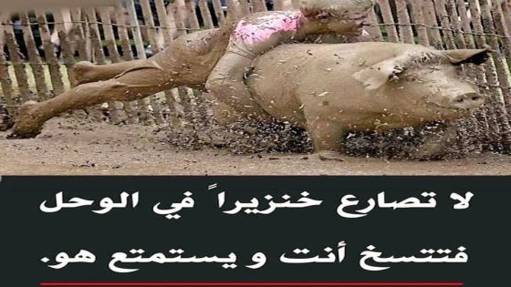 لا تصارع خنزيرًا في الوحل… ستتسخ أنت، بينما هو يستمتع