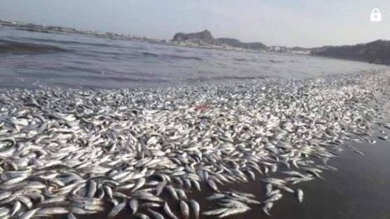نفوق السردين بجنوب إفريقيا لا علاقة له بالسردين المغربي